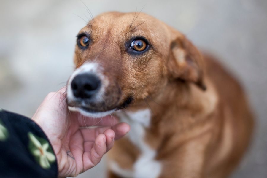 Hund wird gestreichelt und sieht in die Kamera