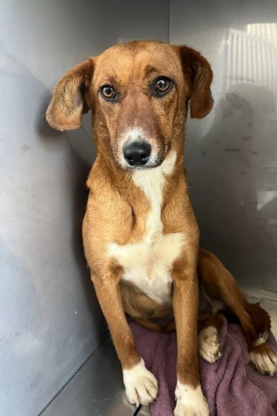 Hund sieht verängstigt in die Kamera