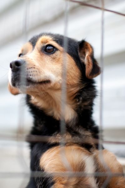 Eine Nahaufnahme der Hündin Yoomee, die am Gitter des Zwingers steht und traurig in die Ferne schaut