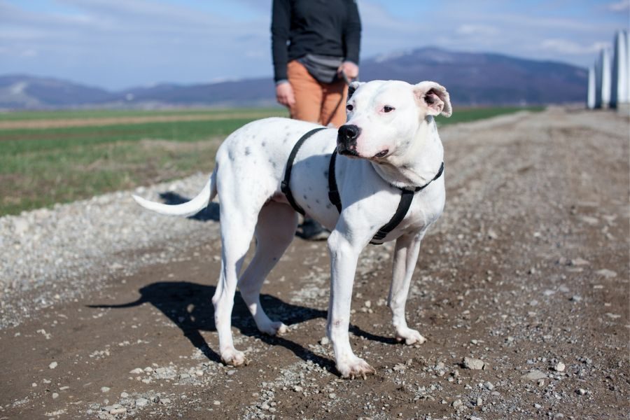 Fritzi trägt ein Geschirr und steht angeleint auf einem Feldweg.