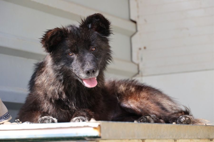 Hund mit schwarzem Fell schaut freundlich in die Kamera