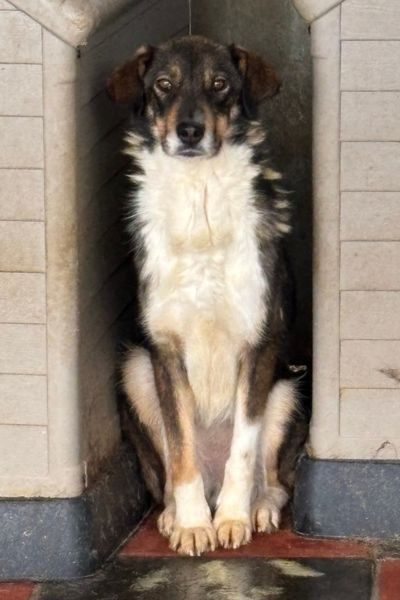 Olea in der Tötungsstation - sie sitzt zwischen zwei Hütten eingeengt