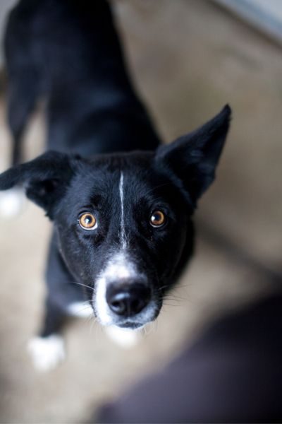 Hund sieht in die Kamera