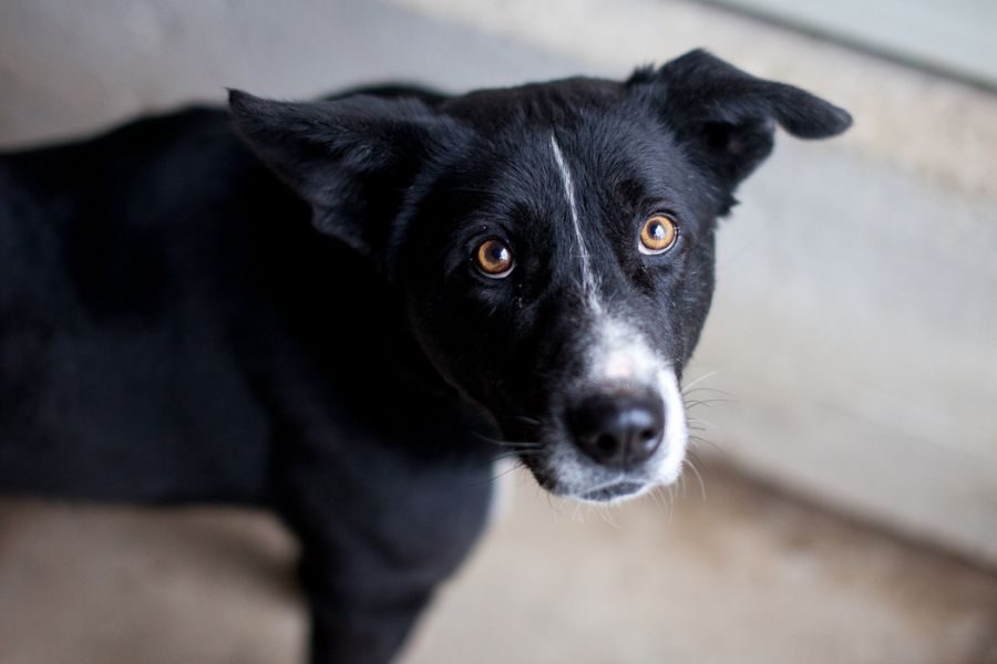 Hund sieht in die Kamera