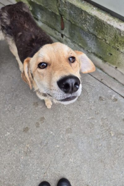 Brauner Hund mit Schlappohren schaut in die Kamera