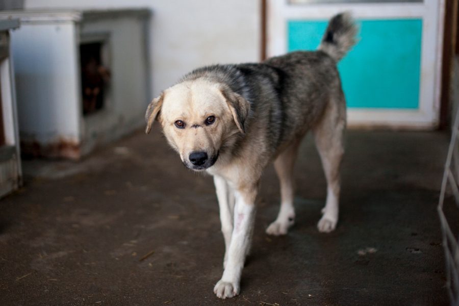 Hellbrauner Hund im Zwinger