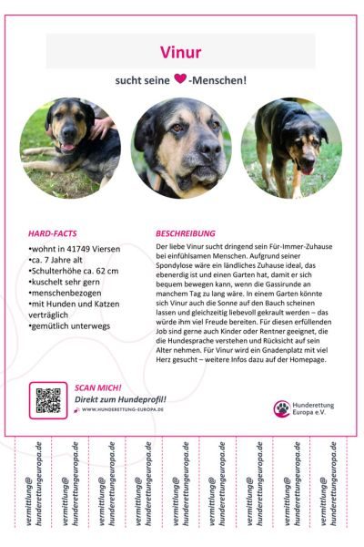 Tierschutzhund Vinur Hunderettung Europa