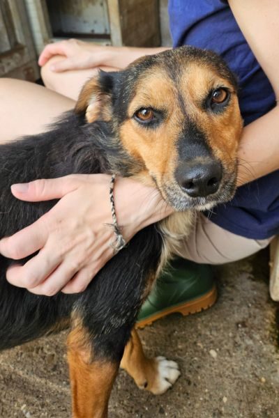 Hündin Peppy schmiegt sich an eine Pflegerin und schaut dabei in die Kamera.