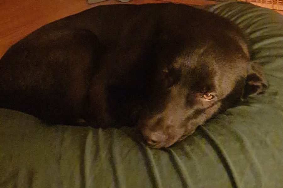 Tierschutzhund-aus-Rumänien-im-neuen-Zuhause-Hunderettung-Europa