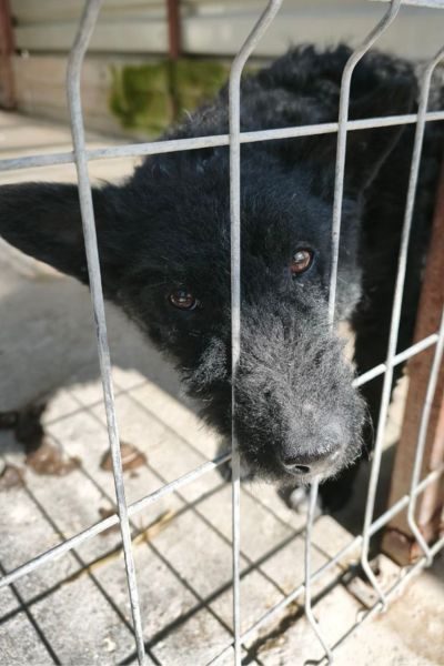 Rüde Kenny streckt seine Schnauze durch das Gitter seines Zwingers.