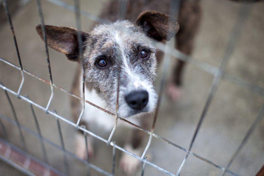 Lanea schaut traurig durch das Zwingergitter