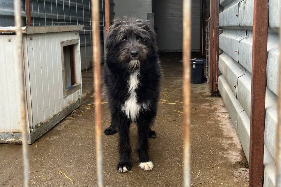 Poseidon schaut durch die Gitterstäbe