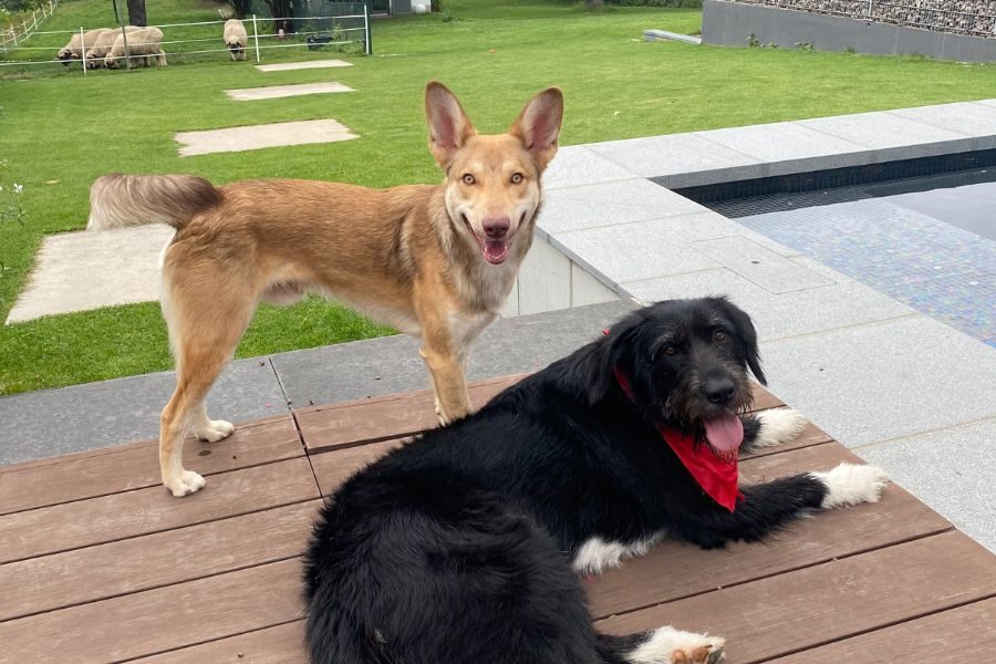 Toni mit ihrem Hundefreund