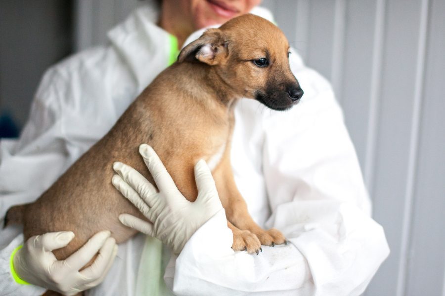 Welpe mit beigem Fell wird in dem Arm genommen und schaut zur Seite.