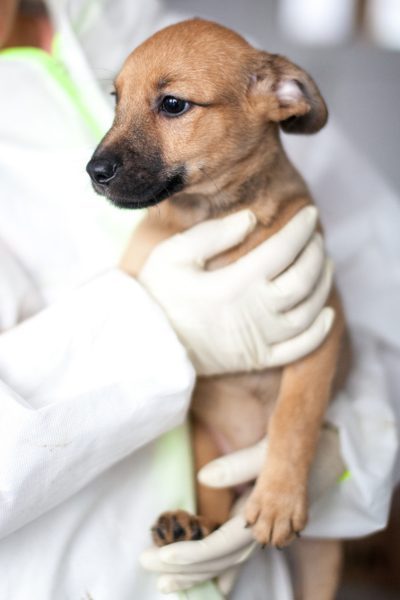 Welpe mit beigem Fell wird in dem Arm genommen und schaut zur Seite.