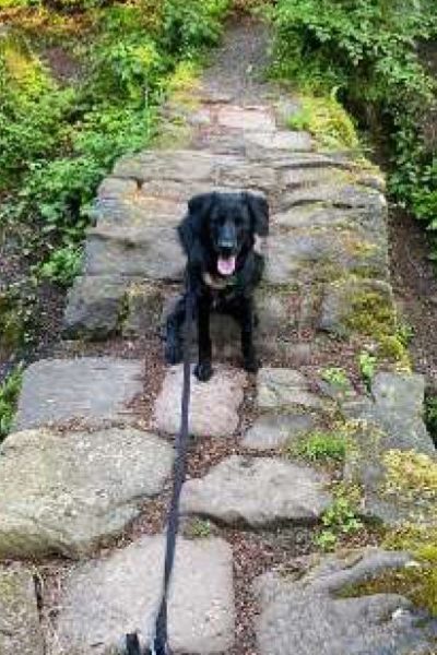 Hund an der Leine sitzt auf einem Weg