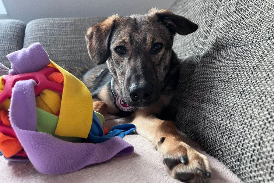 Aang liegt mit einem Spielzeug auf dem Sofa