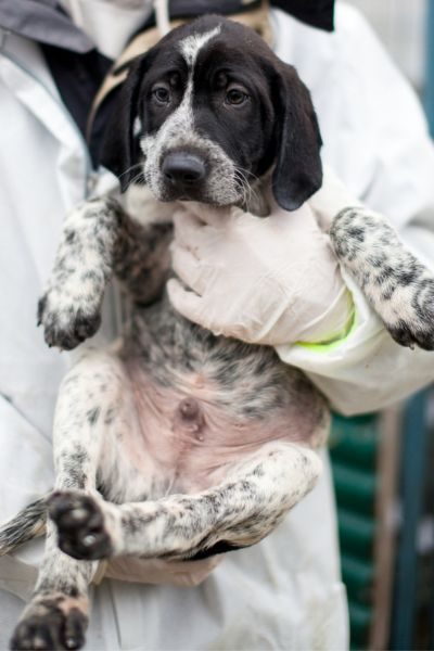 Website Beitragsbild für Hunde und Katzenprofile (2)