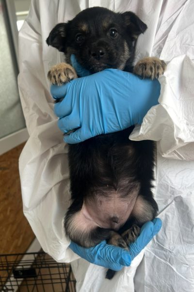 Kleiner Welpe Winnie wird direkt in die Kamera gehalten