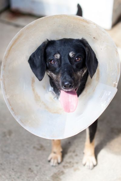 Website Hochkant für Hunde und Katzenprofile