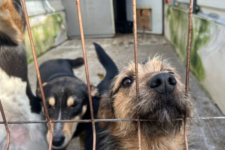 Nuuki wartet am Zwingergitter