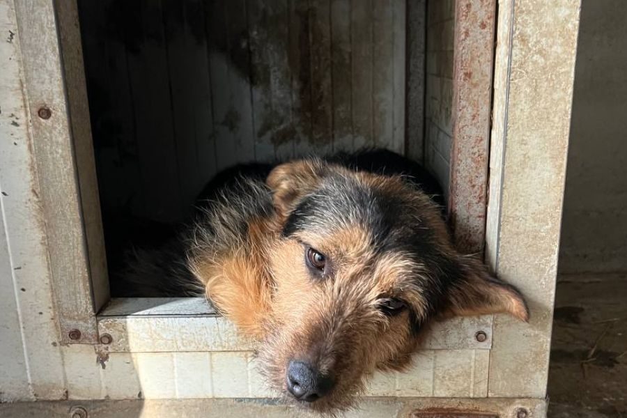 süßer lieber Nuuki legt sanft sein Köpfchen auf die Türschwelle