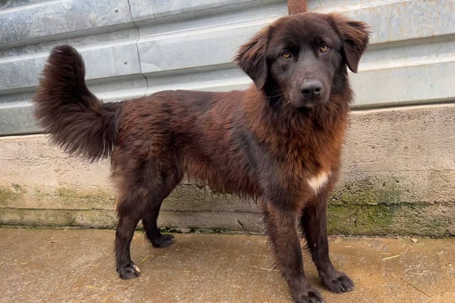 Großer braun-schwarzer Hund steht im Tierheim und schaut nach vorne.