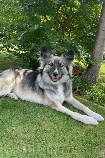 Websitebild hochkant - Ivy im Garten