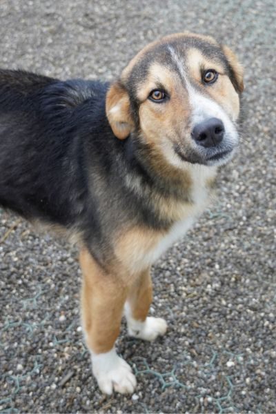 Dreifarbiger Hund mit treuem Blick