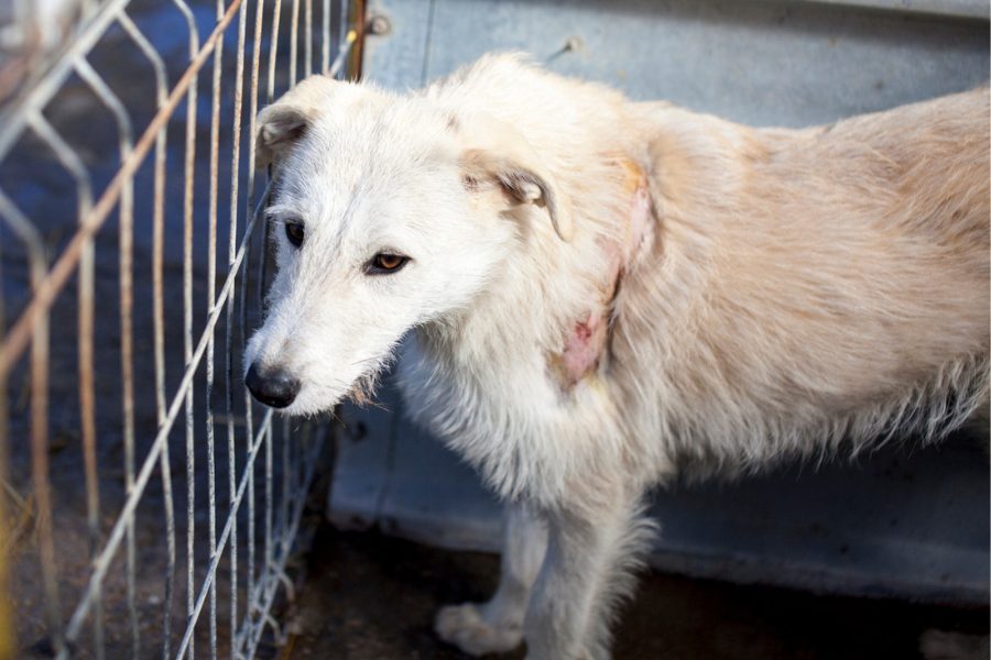 Nanuk steht am Zwingergitter und schaut traurig nach draußen
