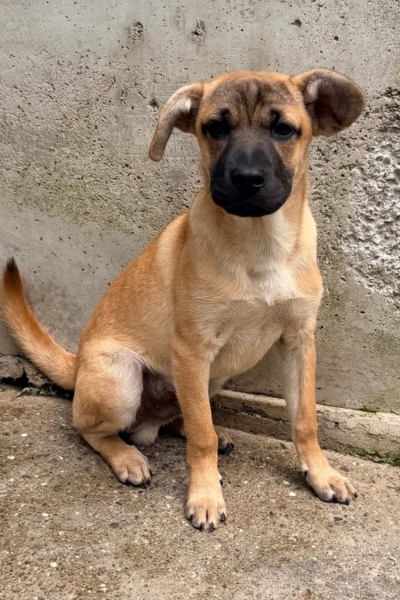 Welpe sitzt im Kennel.