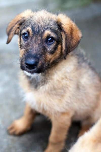 Welpe-aus-dem-Tierschutz-Taco-Hunderettung-Europa-5