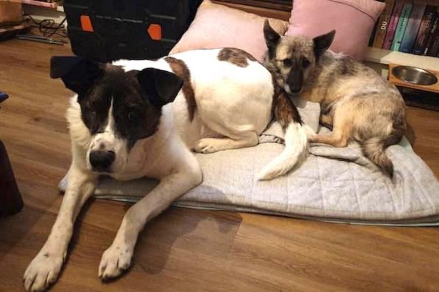 2 Hunde liegen auf einer Decke zusammen