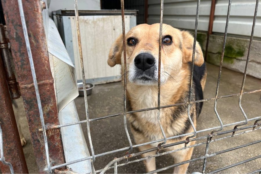 Zinnia-Hündin-Rumänien-adoptieren-Hunderettung-Europa