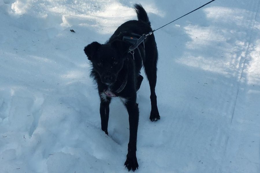 Schwarzer Hund steht im Schnee.
