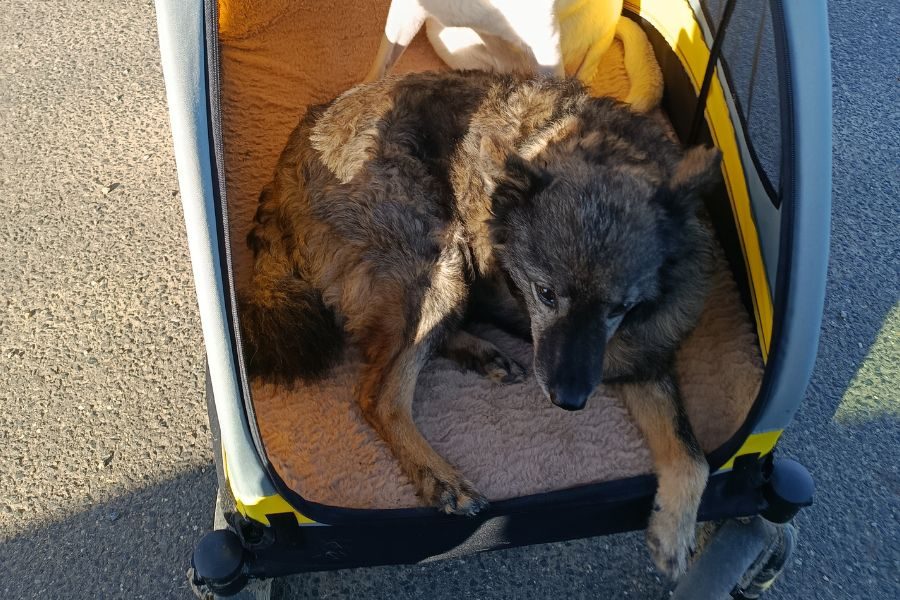 Braun-schwarzer Hund liegt in Buggy.