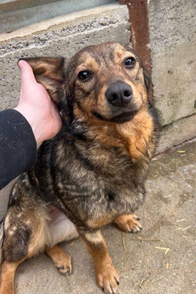 Darla wird gestreichelt.