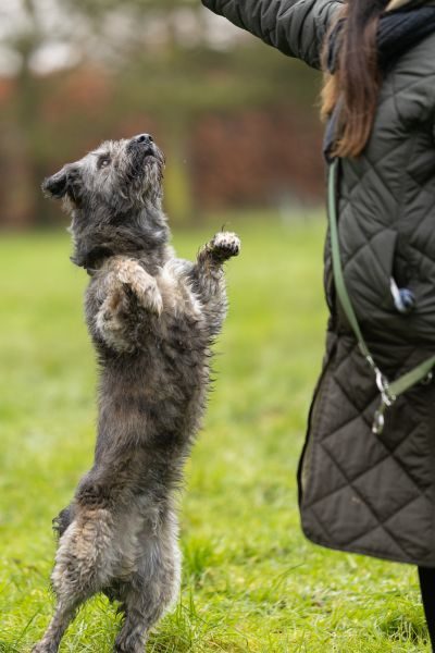 Graubrauner Hund springt nach oben, während eine Frau neben ihm den Arm ausstreckt