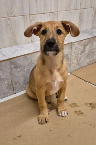 Welpe Sansa sitzt und schaut neugierig hoch.