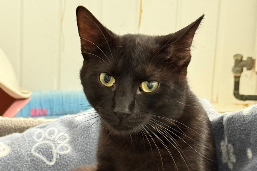 adoption-kater-freddie-hunderettung-europa