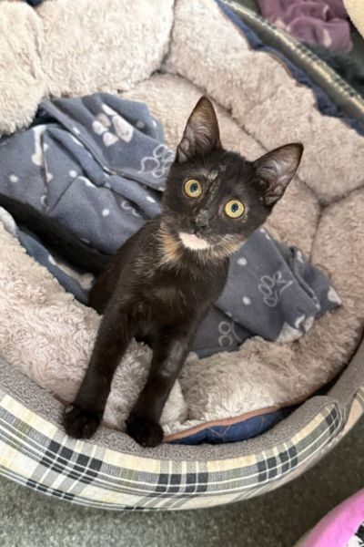 adoption-katze-june-hunderettung-europa