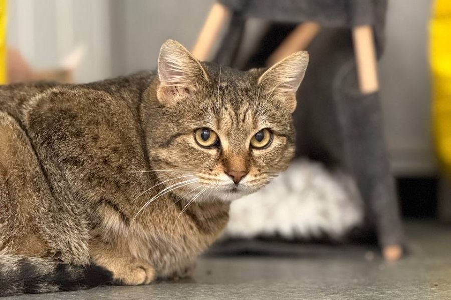 adoption-katze-lisbeth-hunderettung-europa