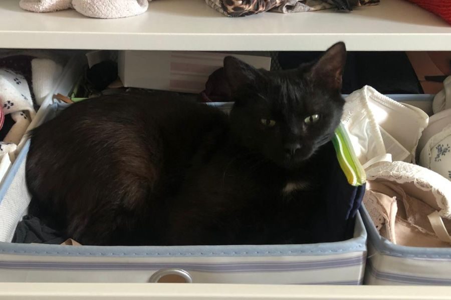 adoption-katze-pina-hunderettung-europa