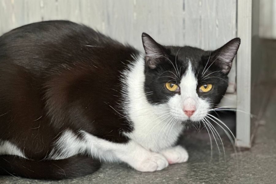 adoption-katze-smiley-hunderettung-europa