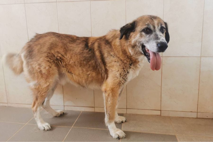 Brauner Hund von der Seite, steht und schaut in die Kamera.