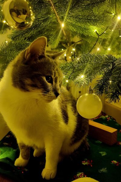 adoption-tierheimkatze-peggy-hunderettung-europa