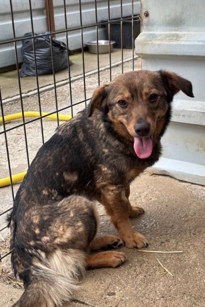 adoption-tierschutz-darla-hunderettung-europa