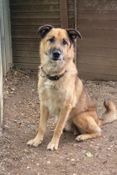Leo sitzt in seinem Kennel.