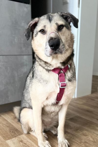 Hündin Rosine schaut aufmerksam.