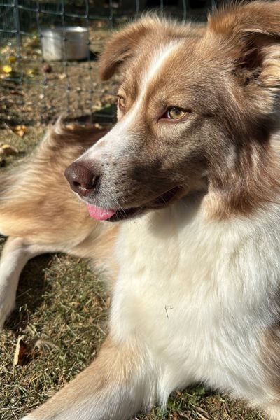 Brauner Hund mit weißem Latz liegt in der Sonne.